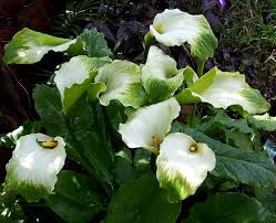 Image result for Zantedeschia aethiopica