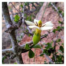 Image result for Catunaregam