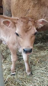 Jersey kuh mit bullenkalb vom 13. Wieso Jerseykuhe Biohof Hagls Webseite