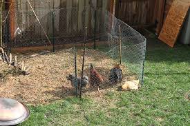 It has been a number years now that raising chickens in your backyard has been allowed here in my city. Raising Backyard Chickens For Dummies Modern Farmer