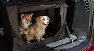 E spesso,il cane diventa il componente preferito della famiglia. Nmlt3gnviqf52m