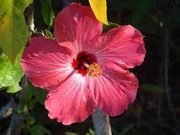 Jamaican Hibiscus Pretty Flowers Hibiscus Hibiscus Flowers