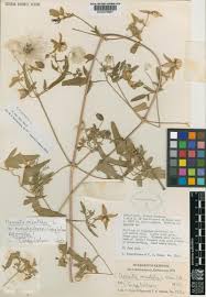 Image result for Vepris fanshawei