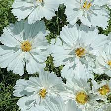 Cosmos Bipinnatus Psyche White Seeds Thompson Morgan Growing Seeds Cosmos Plant Buy Seeds