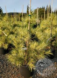 Image result for Hunteria densiflora