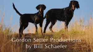 Check spelling or type a new query. Where To Find Gordon Setter Puppies For Sale Dogable