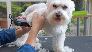 Check spelling or type a new query. How To Start A Mobile Dog Grooming Business Truic