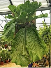 Image result for Platycerium elephantotis