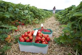 Next on our list is spain and the country is a part of european union. Strawberry Picking Our Guide To The Best Places In The Uk