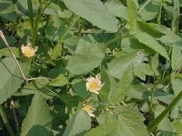 Image result for Sida javensis