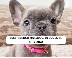 The cutest, the tinniest, the finest. Best French Bulldog Rescues In Arizona 2021 We Love Doodles
