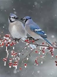 Gray Birds That Look Like Blue Jays Blue Jays In The Winter Pretty Birds Beautiful Birds Winter Bird