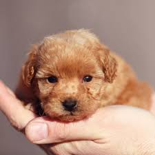 Jun 19, 2021 · havanese puppies for sale near vero beach, florida, usa, page 1 (10 per page) puppyfinder.com is your source for finding an ideal havanese puppy for sale near vero beach, florida, usa area. Havanese Puppies For Sale