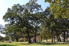 Both the post oak and the blackjack oak are the major trees of the cross timbers area in texas and oklahoma. Post Oak Grove At Pioneer Park Txhtc