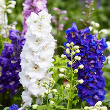 Delphinium Seeds Pacific Giants Mixed Colors Ferry Morse Home Gardening 202 S Washington St Norton Ma 02766
