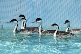 Buy duck soap dish and get the best deals at the lowest prices on ebay! The Science Behind Oiled Seabird Rehabilitation