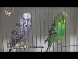 Sevimli Patiler 9 Bolum Muhabbet Kuslari Youtube