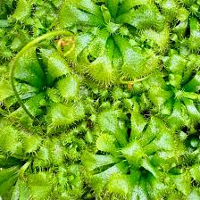 Image result for Drosera dielsiana