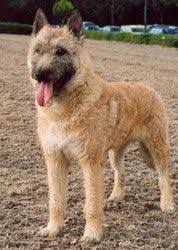 Laekenois Belgian Breed Pictures And Information Only Dog Breeds Dogs Dog Breeds Belgian Shepherd