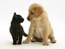 Labrador Retriever Dog Breed Information