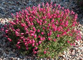 Image result for Scutellaria schweinfurthii