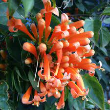 That takes a good 10 years. How To Grow Orange Trumpet Vine Eco Organic Garden By Ocp
