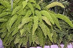 Image result for Asparagus krebsianus