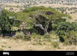 Image result for Acacia kirkii