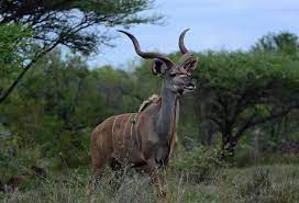 Top 10 Amazing Animals Found Only In Africa The Mysterious World