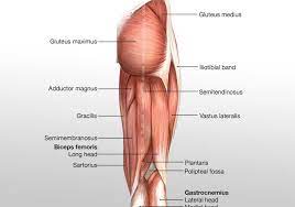 The femur is the largest bone in the body and the only bone of the thigh (femoral) region. Posterior Hip Thigh Leg Muscles Diagram Quizlet