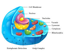 Animal cell organelles functions and structures. Animal Cell Structure Function And Types