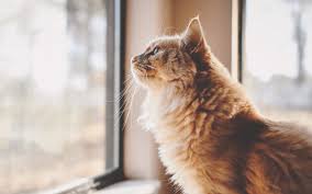 Kidney disease in cats is an illness that nearly 30% of senior cats will face. Constipation In Cats Petcurean Pet Nutrition