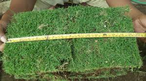 Rumput gajah mini dan rumput jepang. Jual Rumput Gajah Mini Di Trenggalek Jual Rumput Jepang Di Trenggalek Jual Rumput Golf Di Trenggalek Tahun 2021 Rumput Taman Malang