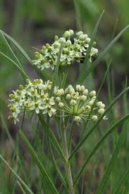 Image result for Xysmalobium