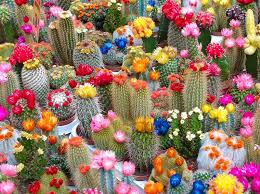 Tips for planting a cactus container garden. 25 Beautiful Cactus Garden Ideas Trees Com