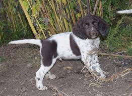 Image result for německý ohař dlouhosrstý