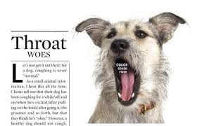 A Dog S Cough Can Be Serious Dog Coughing Dogs My Dog Is Coughing