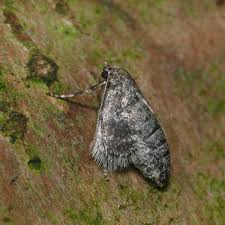 Image result for Operophtera fagata