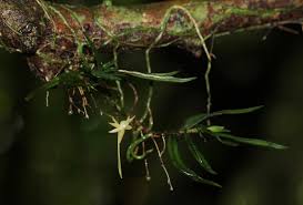 Image result for Angraecum cultriforme