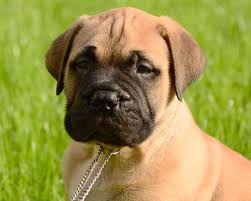 In contrast, buying bullmastiffs from breeders can be prohibitively expensive. Bullmastiff Puppies Breed Information Puppies For Sale