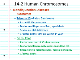 Ppt Chapter 14 Human Genetics Powerpoint Presentation