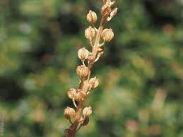 Image result for Triglochin striata