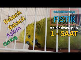 babacik askim cici kus 1 saat konusan muhabbet kusu fistik dinlet konussun youtube muhabbet kuslari kus kusu