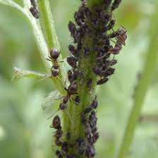Approved for fire ants in the vegetable garden. Natural Ways To Get Rid Of Ants In Your Vegetable Garden Gardening Channel