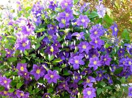 Heavy mulching and/or planting in protected locations can raise the hardiness limit by a zone or more. Can I Grow Clematis In Southern Ca Clematis Clematis Care Plants
