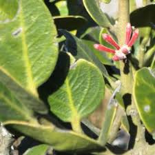 Image result for Acokanthera schimperi