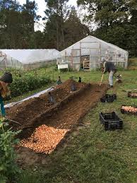 Large range of high quality tulip bulbs, direct from dutch growers. No Till Tulip Planting On A Flower Farm Love N Fresh Flowers