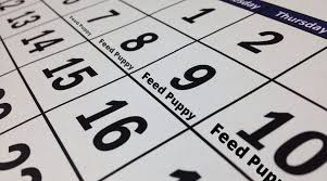 The following reminder of our top tips for puppy feeding may help you with your schedule: Feeding Schedule For 5 Week Old Puppy What You Should Be Doing