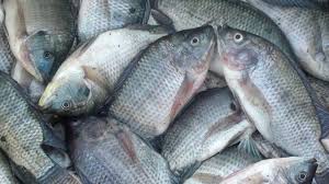 Ikan badut air tawar atau dari hasil budidaya biasanya kemungkinan kematian ikan lebih kecil daripada ikan badut liar (ikan hias dari laut). 17 Cara Budidaya Ikan Air Tawar Cepat Panen Arenahewan Com