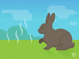 Rabbits also dislike the smell of onions, so try planting these around. How To Get Rid Of Rabbits Rabbits Repellent Guide